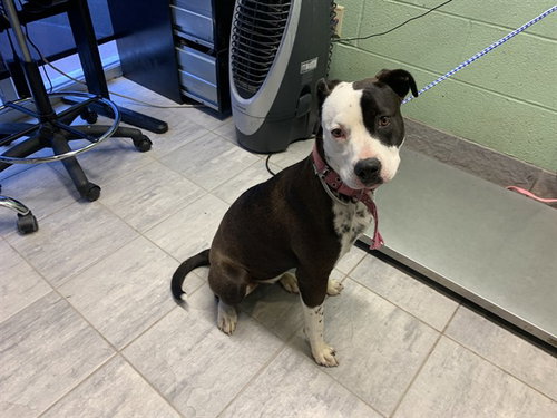 ELLIE MAE, an adoptable American Staffordshire Terrier in Grand Prairie, TX