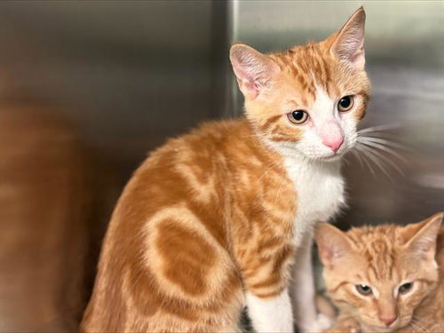 DYLAN, an adoptable Domestic Short Hair in Grand Prairie, TX