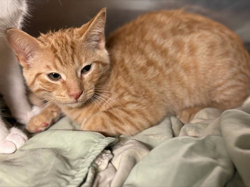 CHUCKY, an adoptable Domestic Short Hair in Grand Prairie, TX