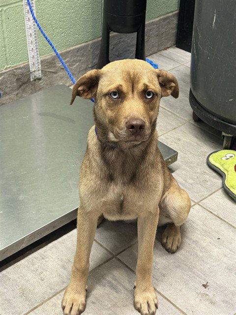 SPROUT, an adoptable American Staffordshire Terrier in Grand Prairie, TX