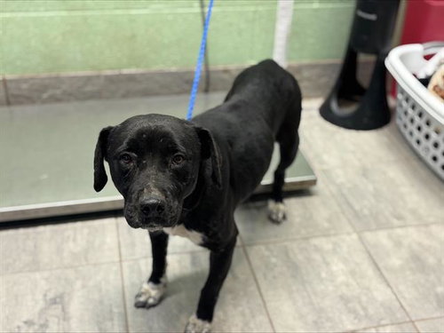WHITE FOOT, an adoptable Labrador Retriever in Grand Prairie, TX