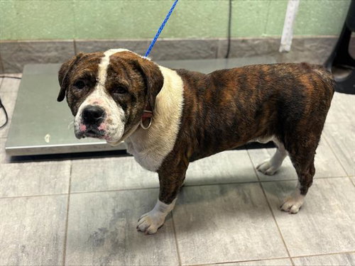 BRONCO, an adoptable American Bulldog in Grand Prairie, TX
