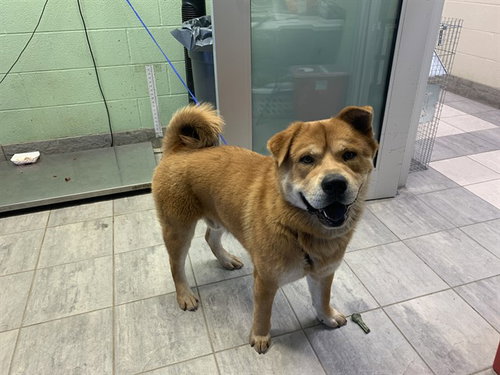 BALTO, an adoptable Chow Chow in Grand Prairie, TX