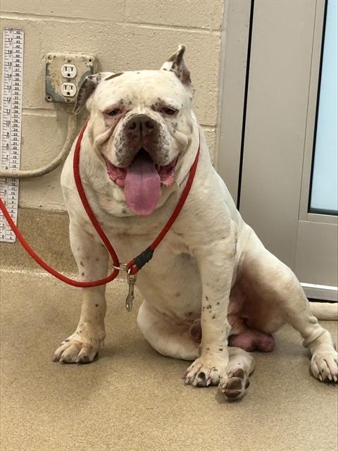 HOLLOW, an adoptable American Bulldog in Grand Prairie, TX