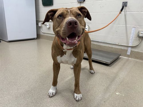 MARCELINE, an adoptable American Staffordshire Terrier in Grand Prairie, TX