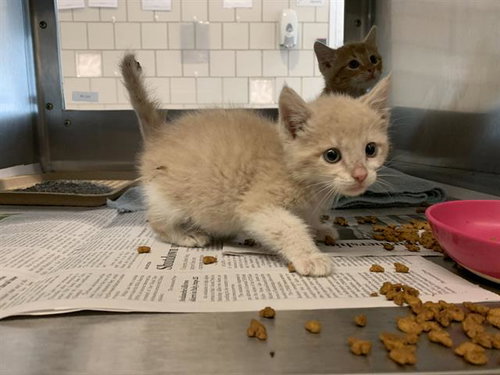 RIGBY, an adoptable Domestic Short Hair in Grand Prairie, TX