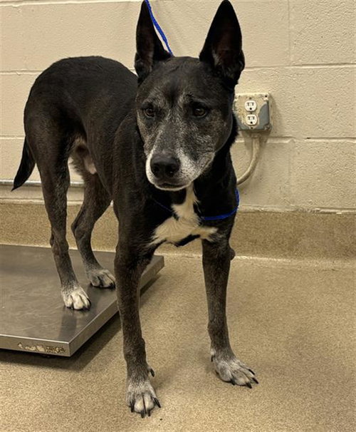 ZEKE, an adoptable German Shepherd Dog in Grand Prairie, TX