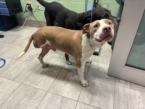 TANK, an adoptable American Staffordshire Terrier in Grand Prairie, TX
