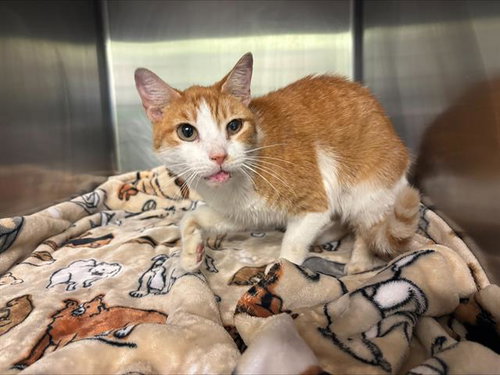 SUNNY, Young Domestic Short Hair / Mixed (medium coat), cat for adoption in Fort Worth, Texas