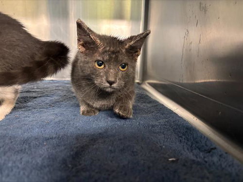 MYLA - Domestic Short Hair for adoption in Arlington
