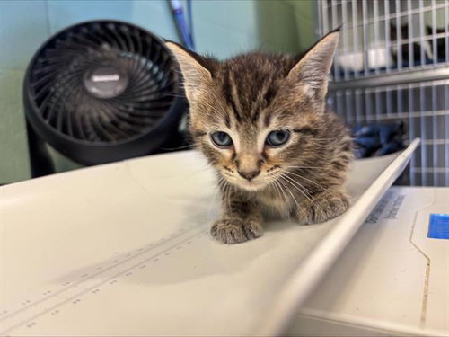 AVALANCHE, Baby Domestic Short Hair / Mixed (medium coat), cat for adoption in Fort Worth, Texas