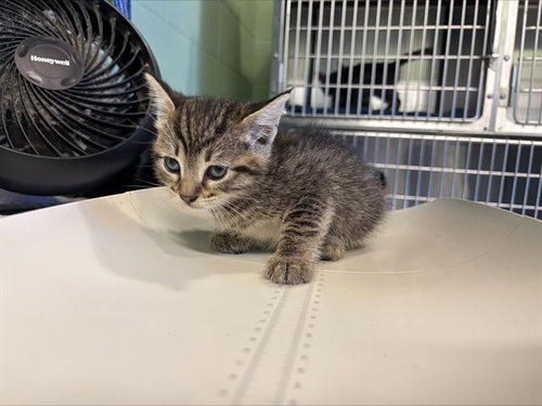 ZOOLOU, Baby Domestic Short Hair / Mixed (medium coat), cat for adoption in Fort Worth, Texas