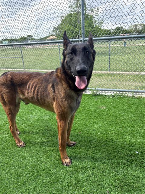MAJOR, an adoptable Belgian Shepherd Malinois in Grand Prairie, TX