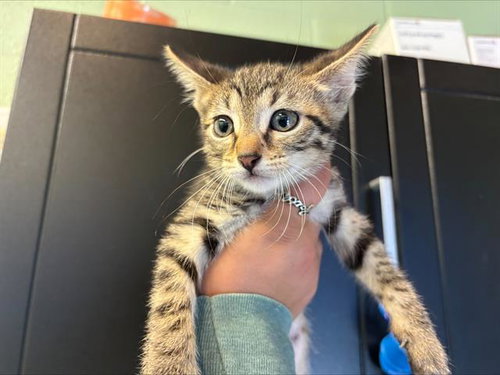 BELLE PEPPER, an adoptable Domestic Short Hair in Grand Prairie, TX