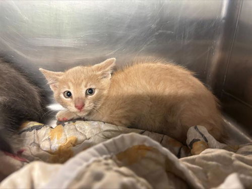 NICO - Domestic Short Hair for adoption in Arlington