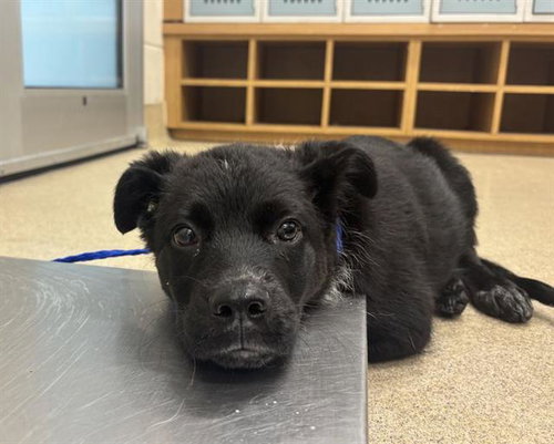 FREDINA, an adoptable Australian Cattle Dog in Grand Prairie, TX