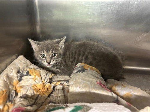 NICK, an adoptable Domestic Short Hair in Grand Prairie, TX