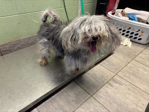 DRYER LINT, an adoptable Miniature Schnauzer in Grand Prairie, TX