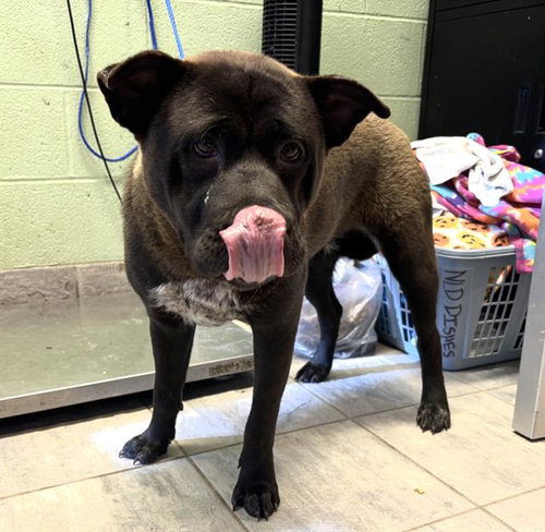 IVY, an adoptable Chow Chow in Grand Prairie, TX