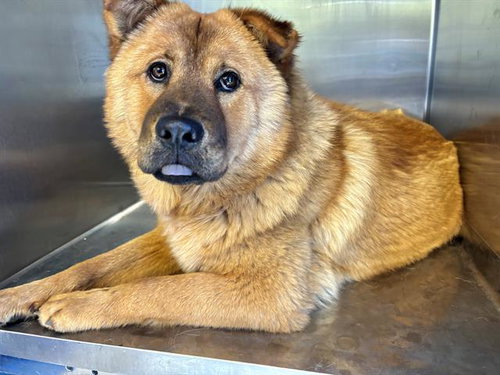 VIOLET, an adoptable Chow Chow in Grand Prairie, TX