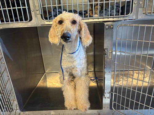 DIOR, an adoptable Poodle in Grand Prairie, TX