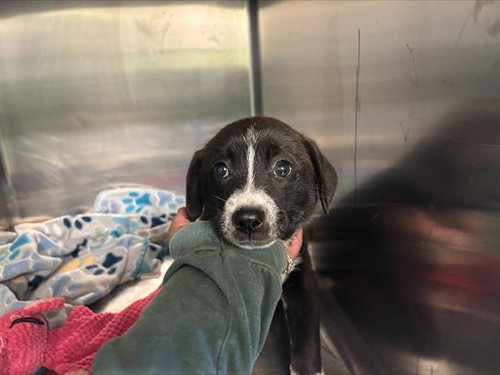 JULIE, an adoptable Border Collie in Grand Prairie, TX