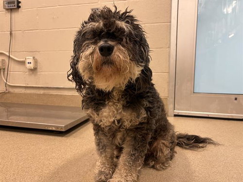 COOKIE, an adoptable Havanese in Grand Prairie, TX