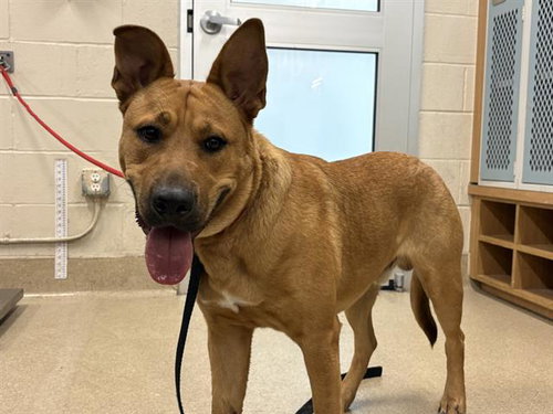ROO, an adoptable German Shepherd Dog in Grand Prairie, TX