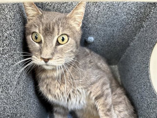 TOMMY, an adoptable Domestic Short Hair in Grand Prairie, TX