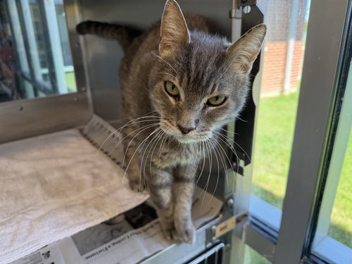 TOMMY, Senior Domestic Short Hair / Mixed (medium coat), cat for adoption in Hurst, Texas