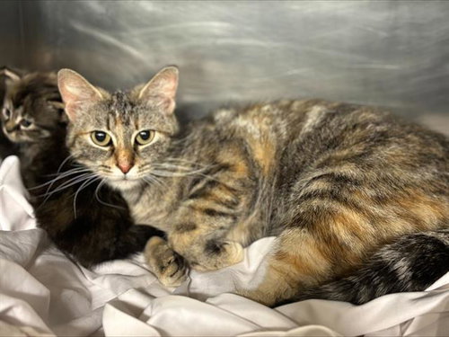 LILAH, an adoptable Domestic Short Hair in Grand Prairie, TX