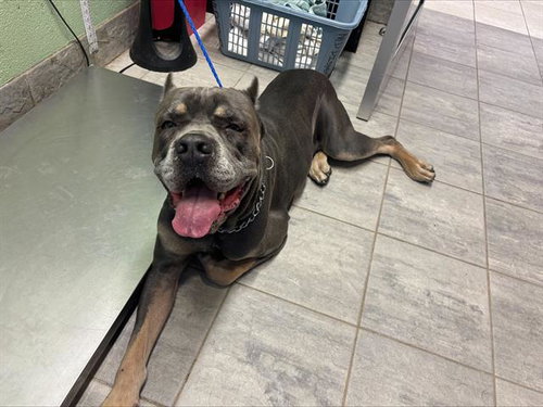 VINNY, an adoptable Cane Corso Mastiff in Grand Prairie, TX