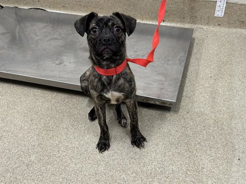MGK, an adoptable Pug in Grand Prairie, TX