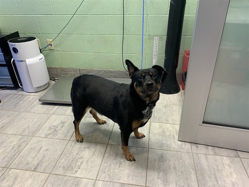 GORDITA, an adoptable Rottweiler in Grand Prairie, TX