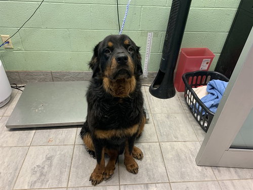 APOLLO, an adoptable Rottweiler in Grand Prairie, TX