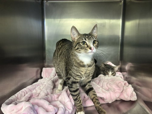 QUEEN, Young Domestic Short Hair / Mixed (medium coat), cat for adoption in Fort Worth, Texas