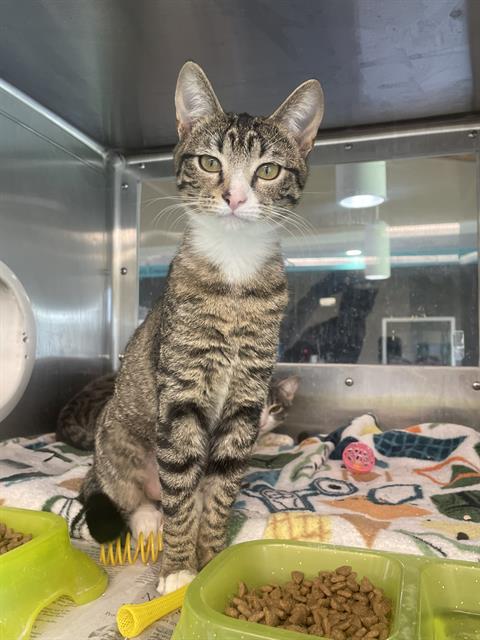 QUEEN, Young Domestic Short Hair / Mixed (medium coat), cat for adoption in Hurst, Texas