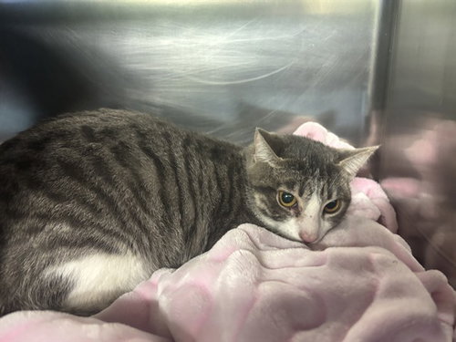 BELLA, Young Domestic Short Hair / Mixed (medium coat), cat for adoption in Fort Worth, Texas