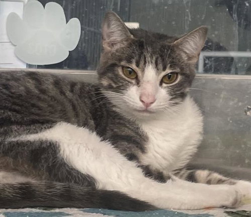 BELLA, Young Domestic Short Hair / Mixed (medium coat), cat for adoption in Hurst, Texas