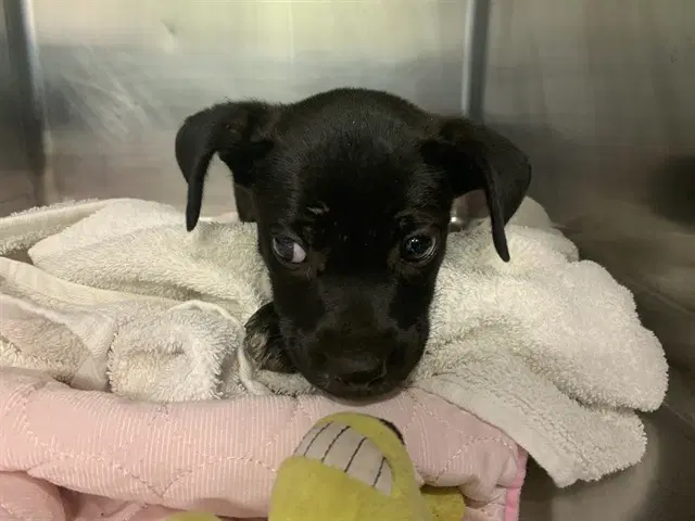 Orchid - American Staffordshire Terrier