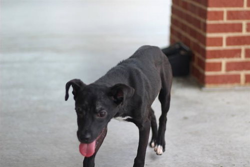 picture of the dog needing adoption