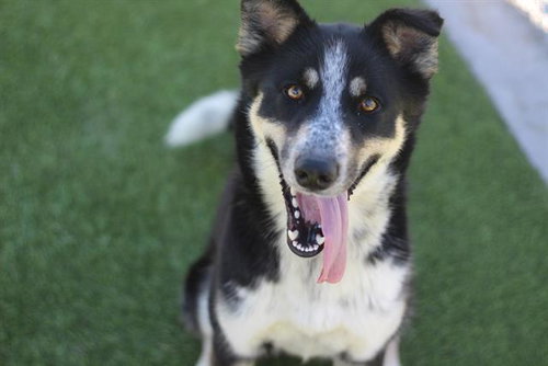LADY BARKINGTON