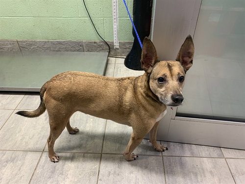 FARMER BROWN