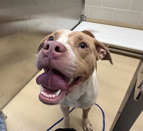 OPIE