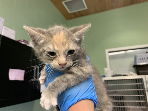 MAPLE, Baby Domestic Medium Hair / Mixed (medium coat), cat for adoption in Fort Worth, Texas