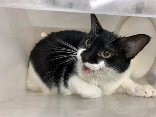 BETSY, Senior Domestic Short Hair / Mixed (medium coat), cat for adoption in Fort Worth, Texas