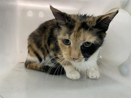 CALI, Senior Domestic Short Hair / Mixed (medium coat), cat for adoption in Fort Worth, Texas