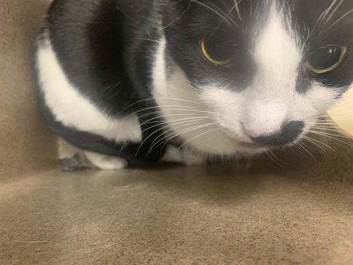 ROSIE, Senior Domestic Short Hair / Mixed (medium coat), cat for adoption in Fort Worth, Texas
