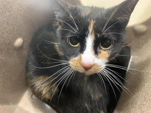 CHLOE, Senior Domestic Short Hair / Mixed (medium coat), cat for adoption in Fort Worth, Texas