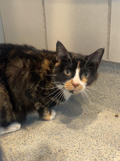CHLOE, Senior Domestic Short Hair / Mixed (medium coat), cat for adoption in Hurst, Texas